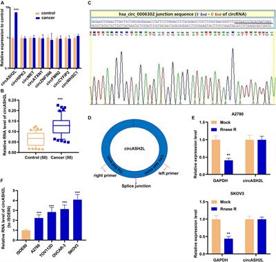 CircASH2L Promotes Ovarian Cancer Tumorigenesis, Angiogenesis, and Lymphangiogenesis by Regulating the miR-665/VEGFA Axis as a Competing Endogenous RNA